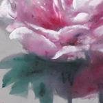 peonie270x72